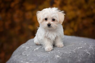 dog, white, maltese